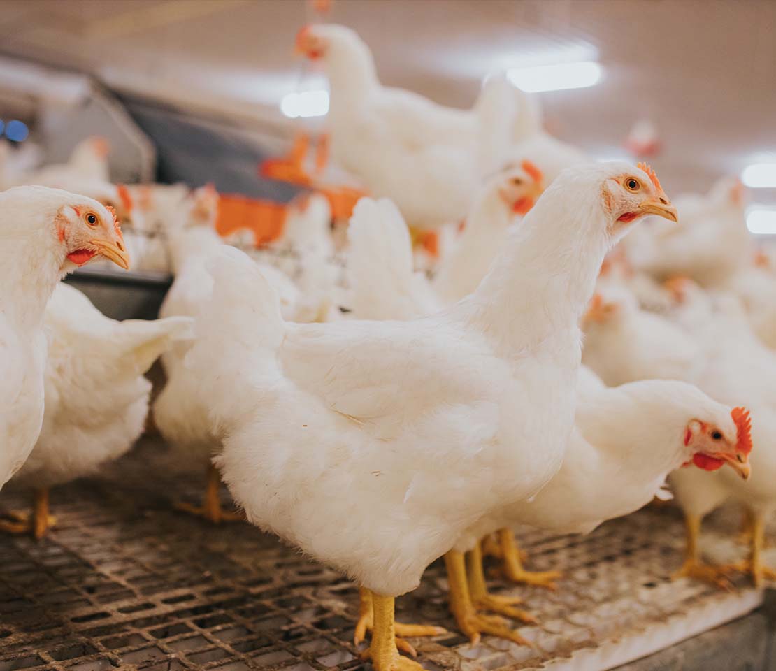Disinfecting Poultry Farm: Drinking Water, Sheds and Equipment.  
